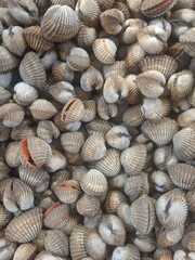 Macro shot of a shell's texture and pattern.