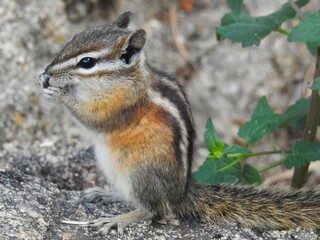 A chipmunk is perched on a rocky surface, nibbling on a seed. Its fur displays a mix of brown, white, and orange hues, contrasting with the surrounding gray rocks.
