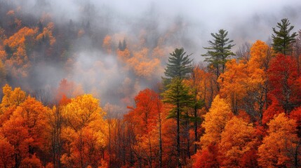 Autumn colors transforming a misty forest landscape nature photography serene environment captivating view