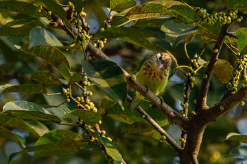 Brown headed barbet on a tree, Dandeli, Ganeshgudi, Karnataka, Old magazine house,  Barbet, Indian, India, Western ghats 
