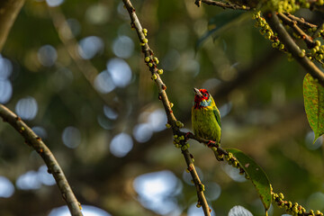 Malabar barbet at Dandeli, Ganeshgudi, Karnataka, Old magazine house, indian, india, bird, Western Ghats