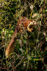 Indian malabar giant squirrel, Old magazine house, Ganeshgudi, Dandeli, Karnataka,