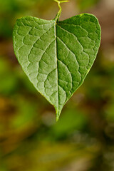 Heart-shaped green leaf