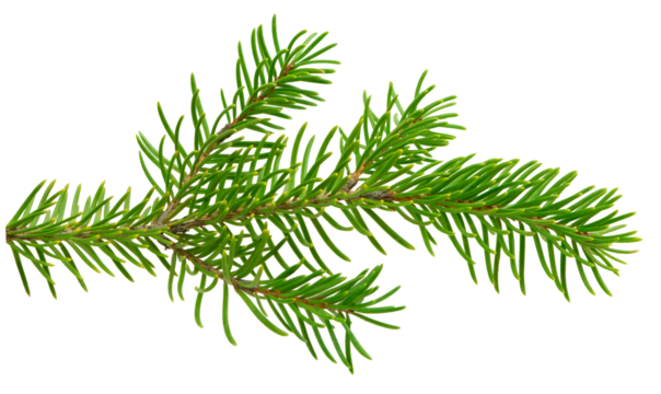  Vibrant fir tree branch with fresh green needles, displayed in a close-up view on a transparent PNG for easy integration.