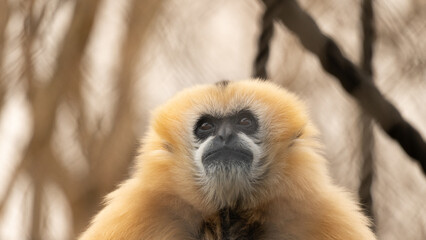 White-cheeked gibbon perched on a tree, showcasing its expressive face and agile body in its natural habitat.