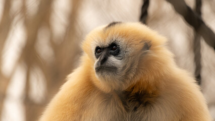 White-cheeked gibbon perched on a tree, showcasing its expressive face and agile body in its natural habitat.