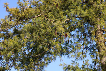 The green needles of the pine tree contrast with the brown cones and blue sky. The image conveys a sense of natural beauty and tranquility of a pine forest.