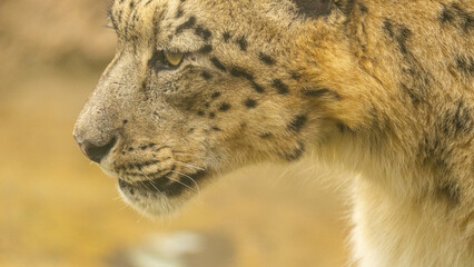 Snow leopard with a beautiful coat and an intense gaze, showcasing its thick fur and piercing eyes in its rugged mountain habitat. 