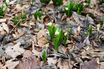 The photograph shows the first spring flowers - white snowdrops breaking through the fallen leaves. Green stems and leaves of snowdrops contrast with the brown leaves lying on the ground.