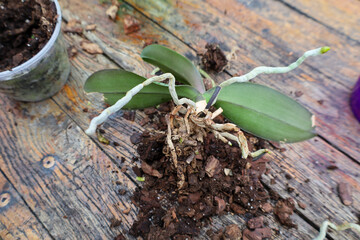 The photograph shows a close-up of an orchid lying on a wooden table. Visible are the green leaves of the orchid, its exposed roots, and remnants of soil.