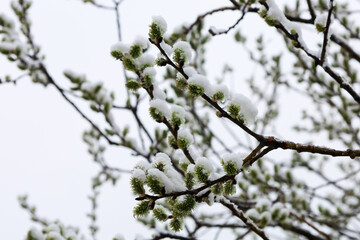 The photograph shows willow branches with buds covered in fresh snow. Green buds contrast with the white snow and gray sky, creating a delicate and elegant winter landscape.