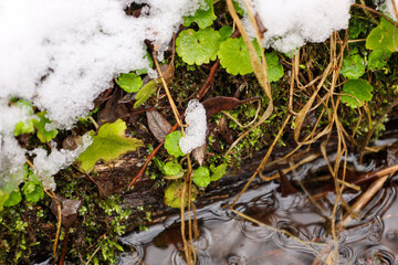 Macro photography of a winter landscape where tiny green leaves are breaking through the snow lying on the wet ground.