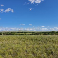 Vibrant summer steppe with lush green grass and scattered trees under a bright blue sky. Fluffy white clouds dot the sky, creating a serene and tranquil rural landscape.