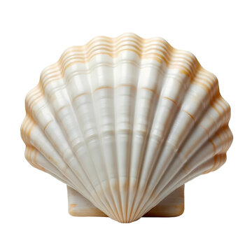 A seashell with a ridged texture and natural beige tones, isolated on white or transparent png.  