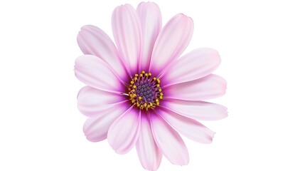 Obraz premium A beautiful pink flower that features delicate petals and has yellow stamens is showcased all by itself on a white background, highlighting the capabilities of generative AI. The flower's fine details