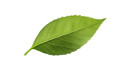 Fototapeta premium Single green leaf on a white background.