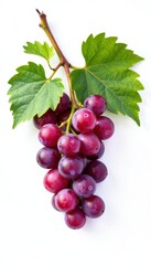 Small branch of grape vine on white background, flora, botanical