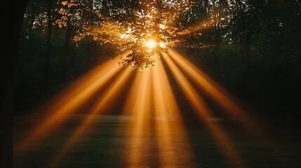 Sun rays through trees at dawn.
