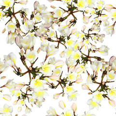 Frangipani or Plumeria flower seamless pattern for wallpaper and background, Laos called Dokchampa