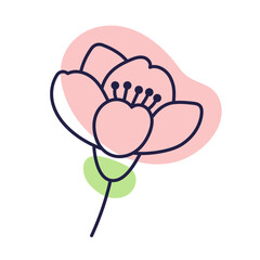 Cherry blossom flower. Outline illustration with color spots. Doodle style. Hand drawn cherry flower Isolate on white. Sakura bud.