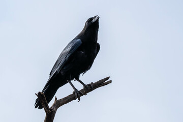 A Common Raven in Tucson, Arizona