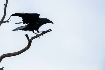 A Common Raven in Tucson, Arizona