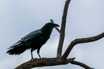 A Common Raven in Tucson, Arizona
