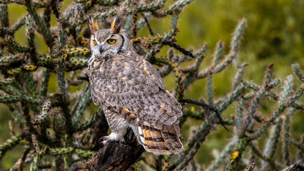 A Great Horned Owl in Tucson, Arizona