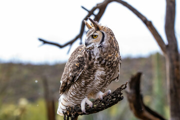 A Great Horned Owl in Tucson, Arizona