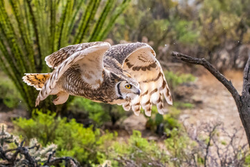 A Great Horned Owl in Tucson, Arizona