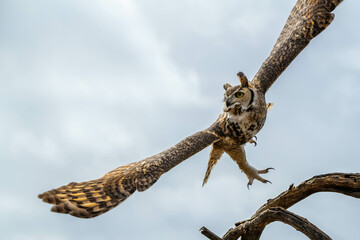 A Great Horned Owl in Tucson, Arizona