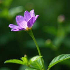 Fototapeta premium Delicate purple petals unfolding from a slender stem amidst lush foliage, nature, leaves, garden