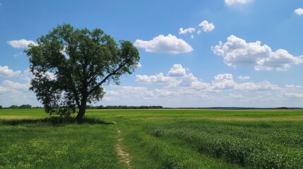 Fototapeta premium A vibrant green field with a solitary tree under a blue sky
