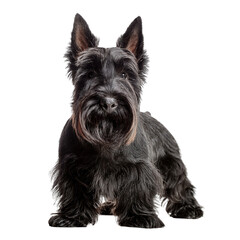 A charming black Scottish Terrier dog sitting elegantly against a simple background.