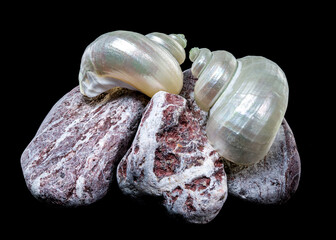 Pearly Turban Snail Shell on Rocks