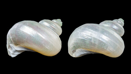 Beautiful Spiral Seashell with Pearly Interior