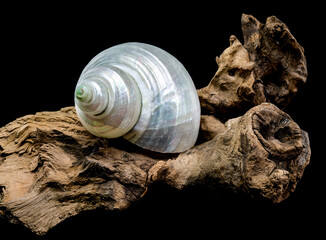 Pearly Turban Snail Shell on wood black background