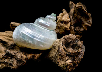 Pearly Turban Snail Shell on wood black background