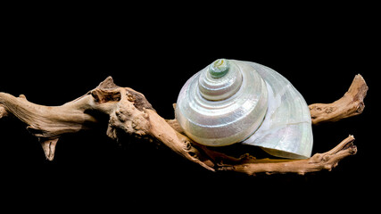 Pearly Turban Snail Shell on wood black background