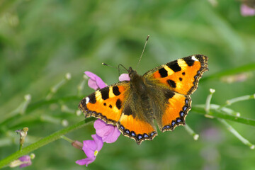 Closeup on a fresh emerged European small tortoiseshell butterfly, Aglais urticae