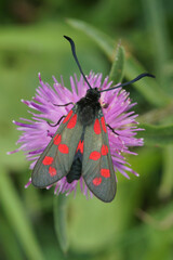 Closeup on the colorful diurnal Six-Spot Burnet, Zygaena filipendula on a purple knapweed flower