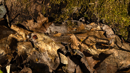 A small ladybug is slowly crawling on a colorful pile of leaves