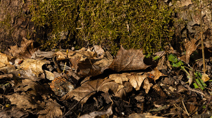 A tree trunk covered in moss along with leaves growing on it