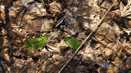 Closeup view of colorful leaves resting on the ground