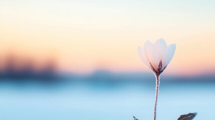 Macro flowers landscapes idea. A delicate white flower against a pastel sunset, symbolizing tranquility and beauty.