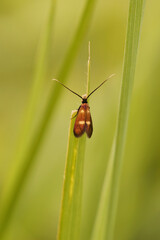 Vertical closeup on the rare Little longhorn micro moth, Cauchas fibulella, sitting against a blurred green background