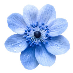 Blue flower isolated on a transparent background