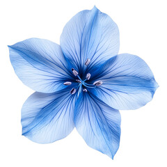 Blue flower isolated on a transparent background