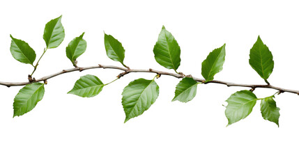 Fototapeta premium Horizontal branch showing green leaves on transparent background
