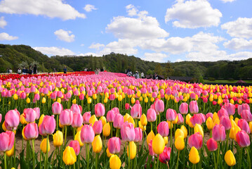	満開のチューリップ畑「越後長岡丘陵公園」